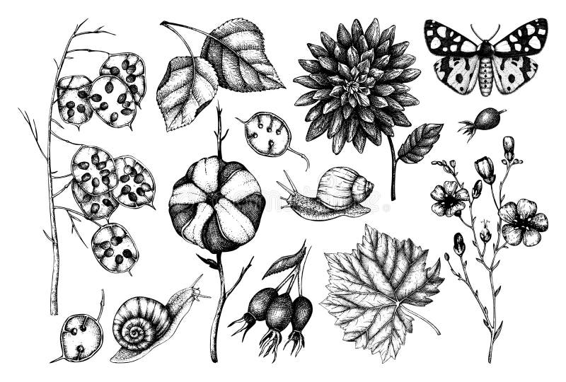 Vektorsammlung Handgezogene Blatter Blumen Schnecken Schmetterlinge Und Samenskizzen Einfach Vektorbild Zu Bearbeiten Weinles Vektor Abbildung Illustration Von Schmetterlinge Vektorbild