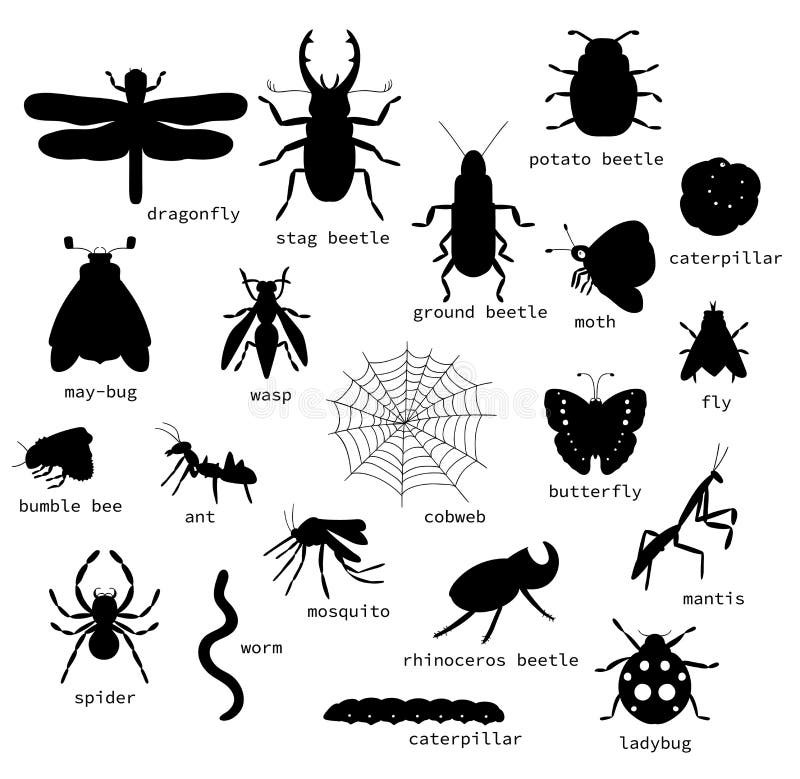 Vektorsatz schwarze Insektenschattenbilder mit Text vektor abbildung Vektorsatz schwarze Insektenschattenbilder mit Text vektor abbildung