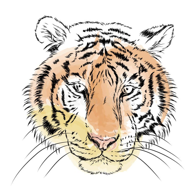 Vektortiger vattenfärg royaltyfri illustrationer Vektortiger vattenfärg royaltyfri illustrationer