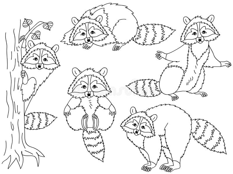 Vektortvättbjörnuppsättning stock illustrationer Vektortvättbjörnuppsättning stock illustrationer