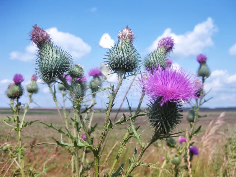 Thistle Velcro Plant - Free photo on Pixabay - Pixabay