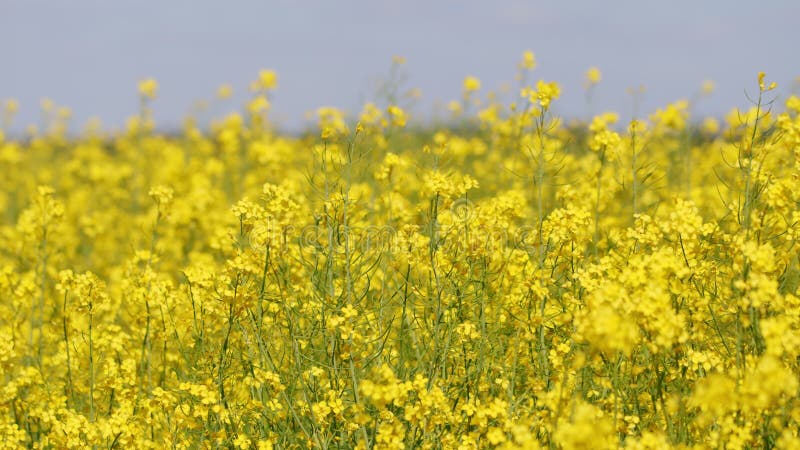 Veld van mooie gele raapzaadbloemen. langzame beweging.