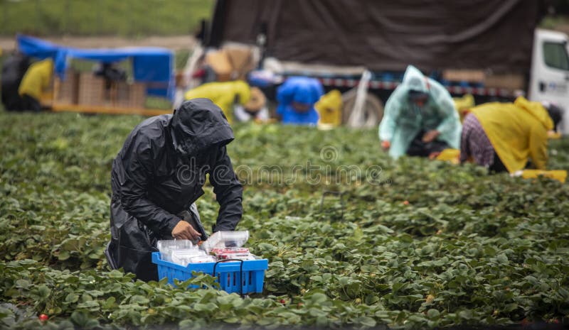 Field worker in black raincoat picking strawberries with other workers in background on a stormy day. Field worker in black raincoat picking strawberries with other workers in background on a stormy day