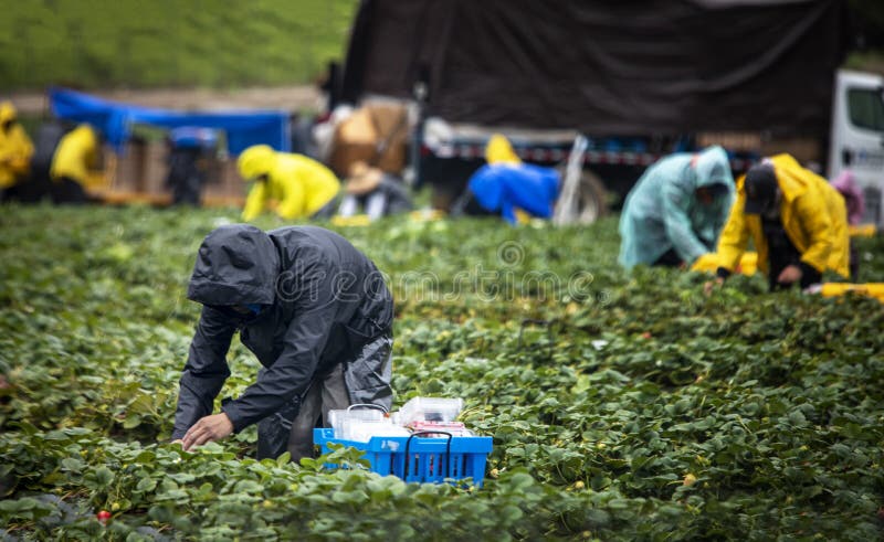 Field worker in black raincoat picking strawberries with other workers in background on a stormy day. Field worker in black raincoat picking strawberries with other workers in background on a stormy day