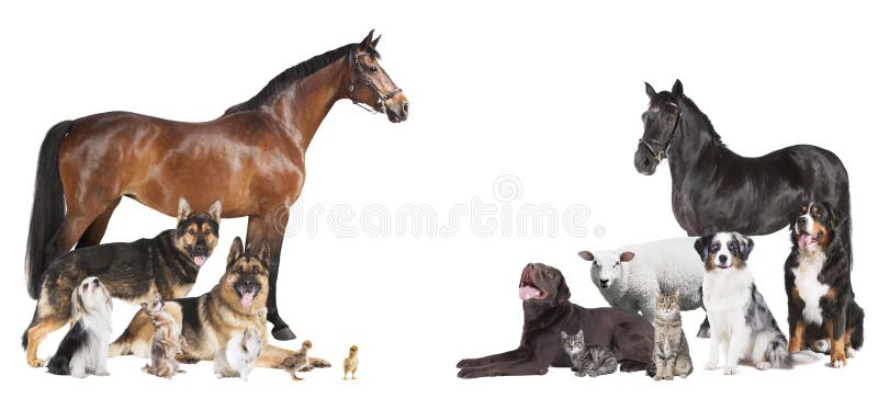 Vele dierencollage royalty-vrije stock afbeelding Vele dierencollage royalty-vrije stock afbeelding