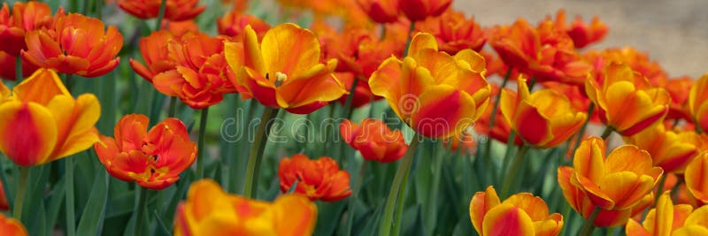 Vele heldere oranje tulpen in het Park op een Zonnige dag stock afbeeldingen Vele heldere oranje tulpen in het Park op een Zonnige dag stock afbeeldingen