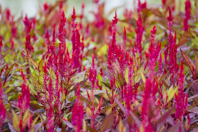 Vele heldere rode wolbloemen royalty-vrije stock foto Vele heldere rode wolbloemen royalty-vrije stock foto
