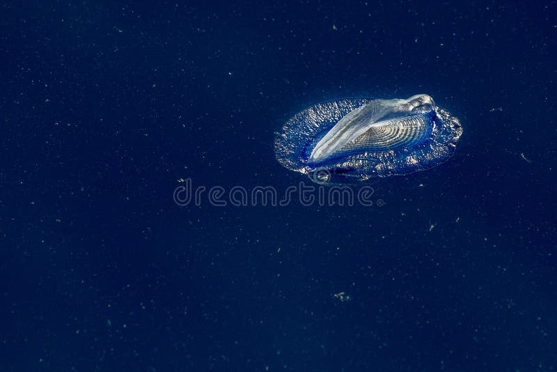 Velella jellyfish on deep blue sea back