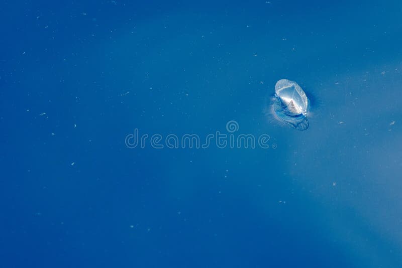 Velella jellyfish on deep blue sea back