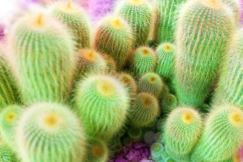 Velen groene cactus op heldere violette achtergrond, cactussen vertroebelden achtergrond dichte omhooggaande hoogste meningsmacro stock fotografie Velen groene cactus op heldere violette achtergrond, cactussen vertroebelden achtergrond dichte omhooggaande hoogste meningsmacro stock fotografie