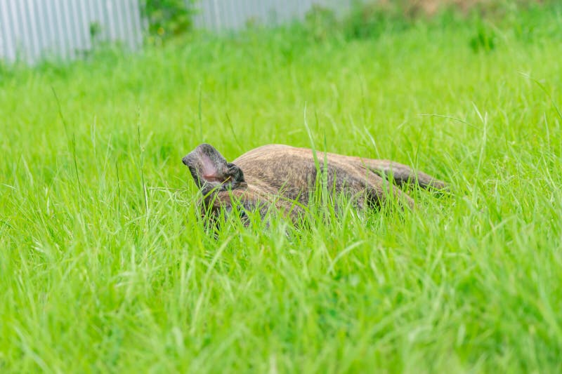 Um velho boxer alemão deita-se na relva foto de stock