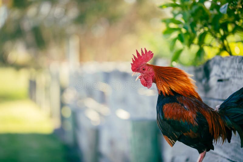 33,414 Fotos de Stock de Galinha Em Uma Horta - Fotos de Stock Gratuitas e  Sem Fidelização a partir da Dreamstime - Página 81