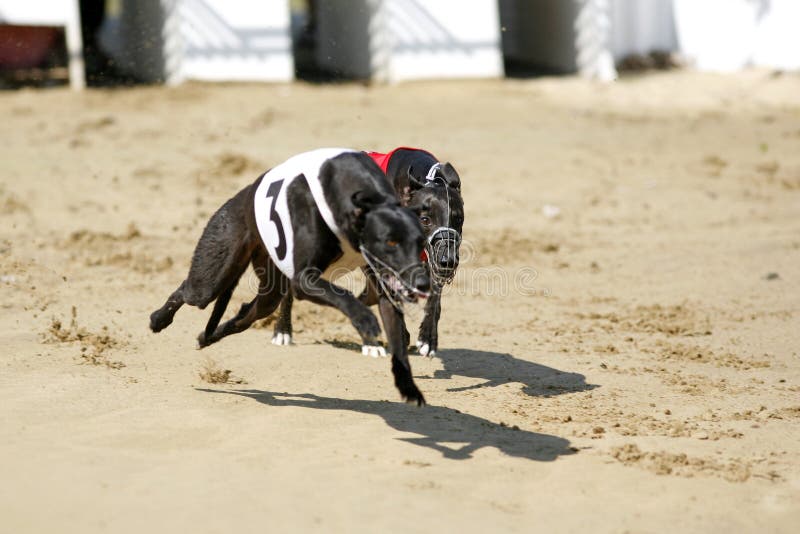 Velocidade máxima dos galgos que corre no autódromo foto de stock