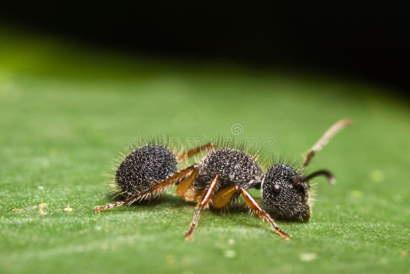 Velvet Ant stock photo. Image of leaf, wilderness, close - 7892498