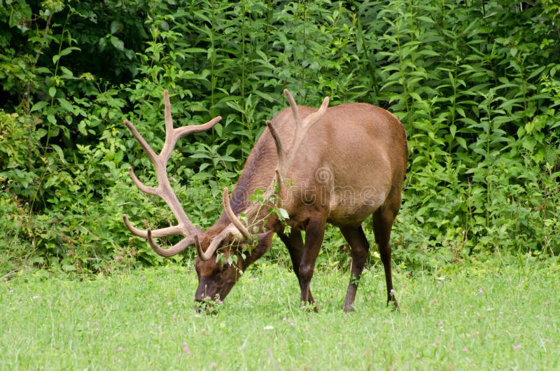 Reintroduced Elk Buck in Cades Cove in Great Smokey Mountain National Park. Reintroduced Elk Buck in Cades Cove in Great Smokey Mountain National Park