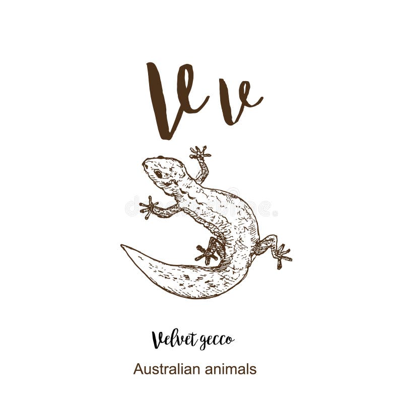 Velvet gecco, A to z, alphabet sketch australian animals drawing vector illustration. Vintage hand drawn with lettering. Letter V stock illustration