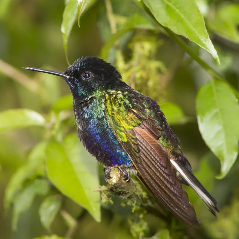 Velvetpurple Hummingbird Stock Image Image of small