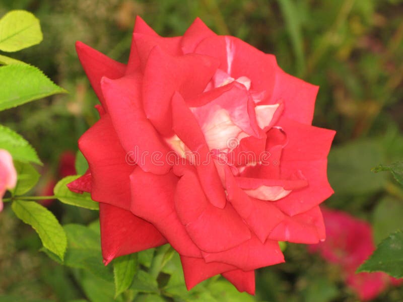 Velvet red rose stock photo. Image of velvet, gift, roses - 76533384