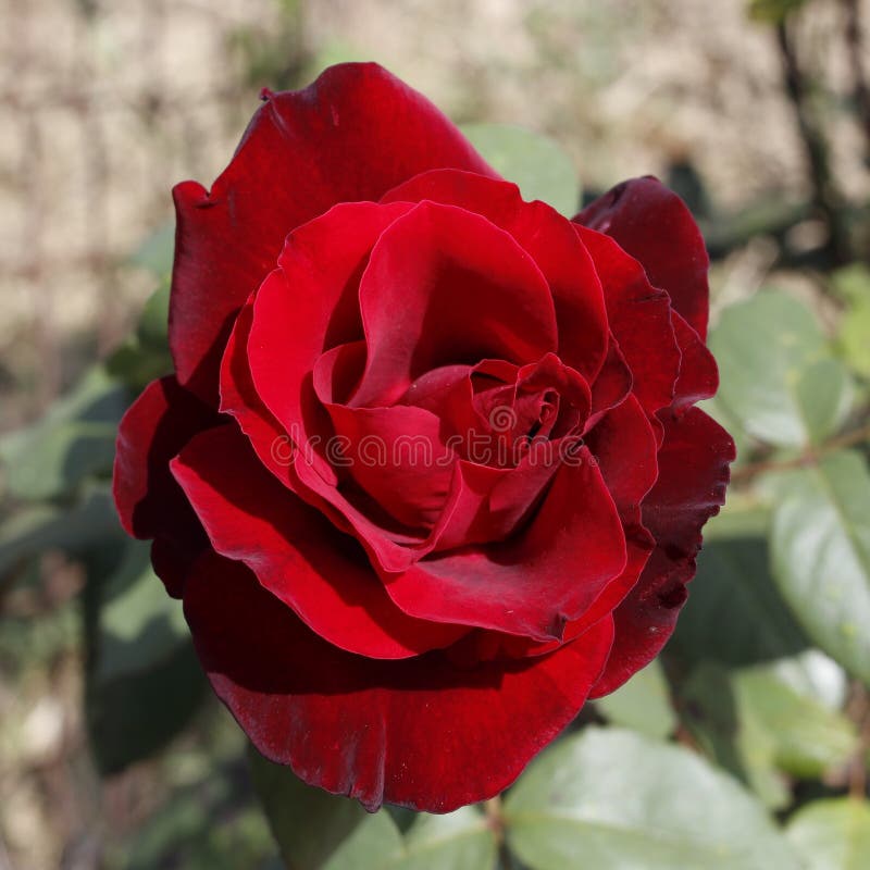 Velvet rose stock image. Image of flowers, plants, rose 102821469