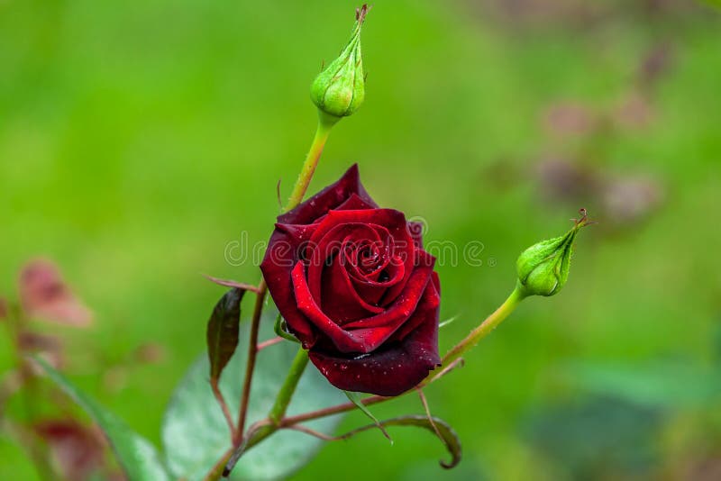 Wet velvet rose with water drops. Wet velvet rose with water drops