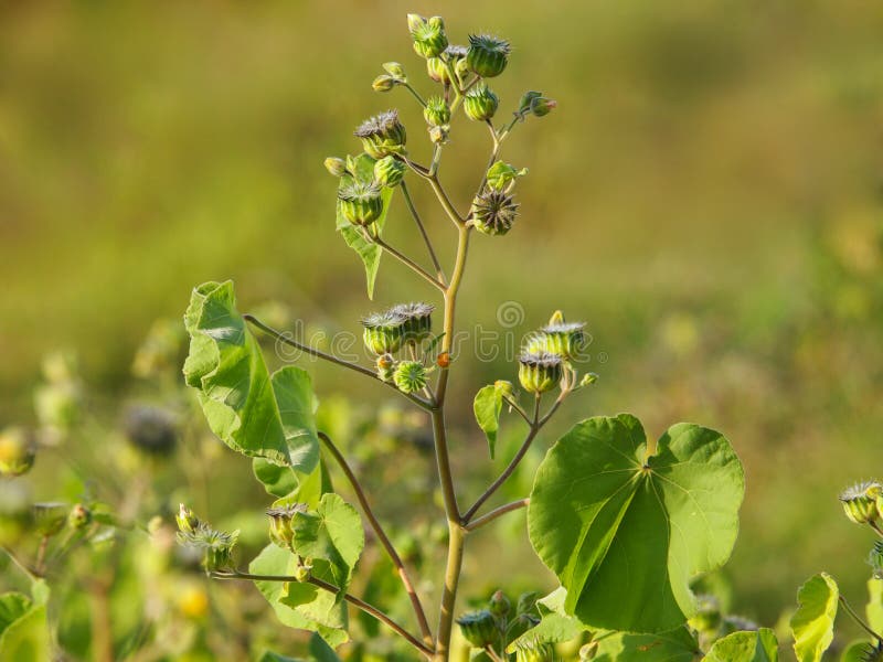 Velvetleaf plant with flowers and pods, Abutilon theophrasti