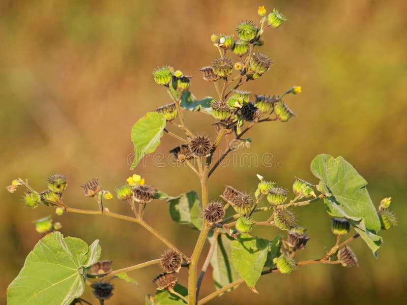 Velvetleaf plant with flowers and pods, Abutilon theophrasti