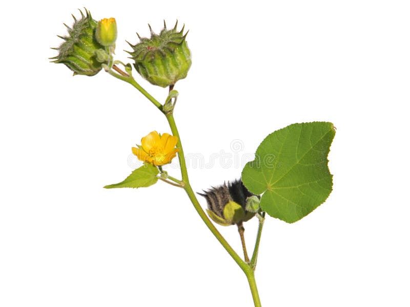 Velvetleaf plant with flowers and pods isolated on white, Abutilon theophrasti