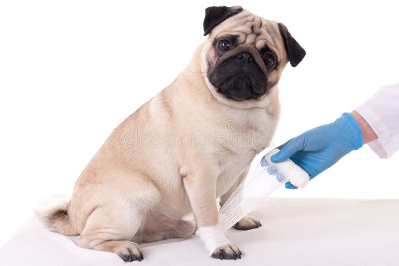 Vendaje que pone veterinario en la pata herida del perro imagen de archivo libre de regalías