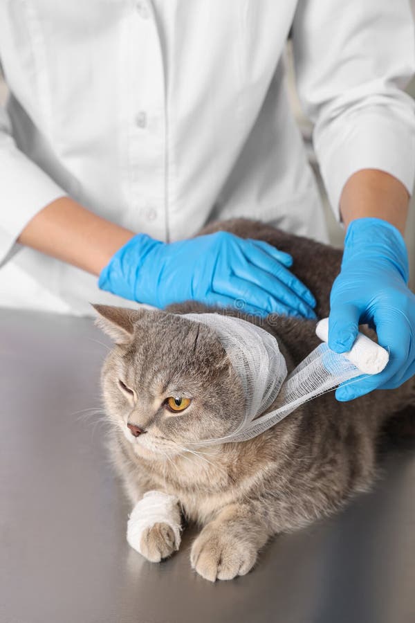 Vendaje veterinario sobre el oído del gato liso lindo escocés en el armario de la mesa gris fotografía de archivo libre de regalías