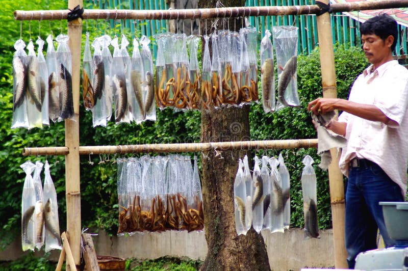 Vendeur de poissons, Indonésie photographie stock libre de droits Vendeur de poissons, Indonésie photographie stock libre de droits