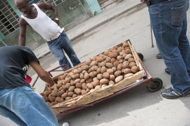 HAVANA, CUBA - JUNE, 2011: Street vendor selling mamey fruit stands by while customer inspects the products,. HAVANA, CUBA - JUNE, 2011: Street vendor selling mamey fruit stands by while customer inspects the products,