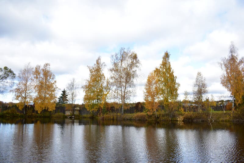 Picturesque view pond nature village on the banks birch grove wind shakes the branches of trees bent low over the water, the sky clouds. Picturesque view pond nature village on the banks birch grove wind shakes the branches of trees bent low over the water, the sky clouds