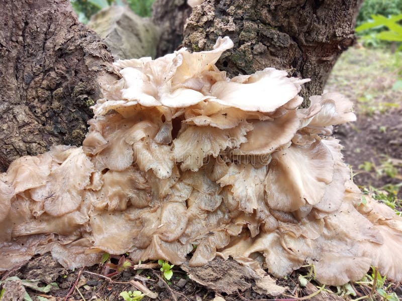 Veneno de lodo selvagem imagens de stock