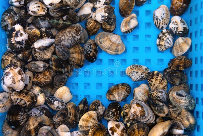 Venerupis philippinarum, an edible species of saltwater clam, a marine bivalve mollusk in the family Veneridae, the Venus clams. Bivalve shell stock images, royalty-free photos and pictures