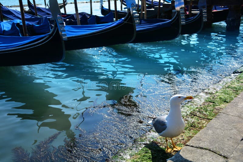 Veneti?, Itali? Een zeemeeuw dichtbij gondels in een romantisch kanaal stock afbeeldingen Veneti?, Itali? Een zeemeeuw dichtbij gondels in een romantisch kanaal stock afbeeldingen