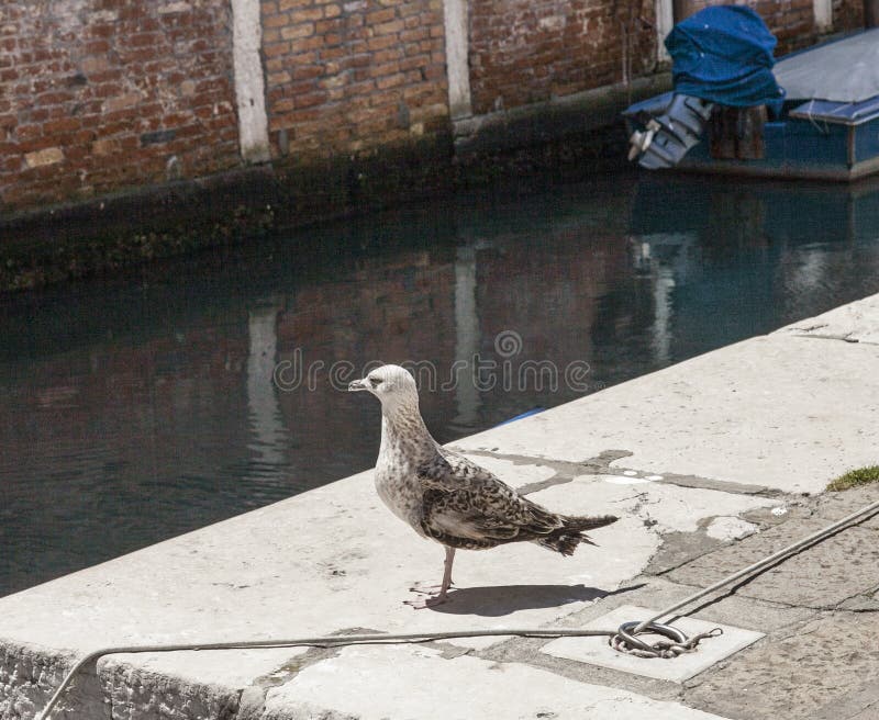 Venezia, Italia - un gabbiano immagine stock libera da diritti Venezia, Italia - un gabbiano immagine stock libera da diritti