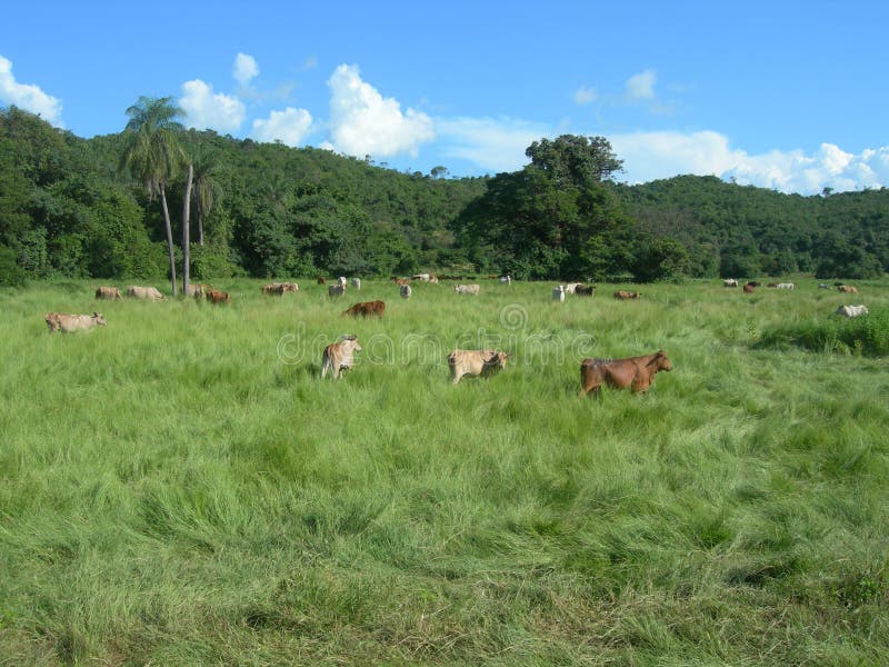 Venezuela, livestock