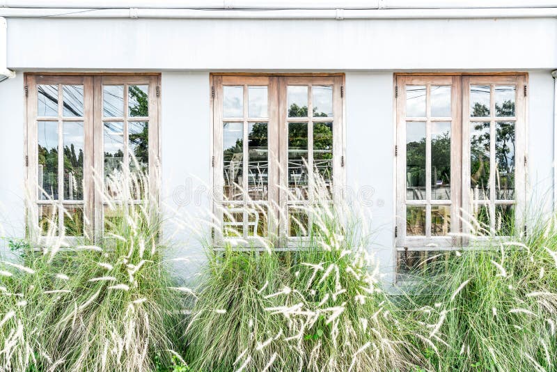 Vensterpatroon met grasbloem stock foto