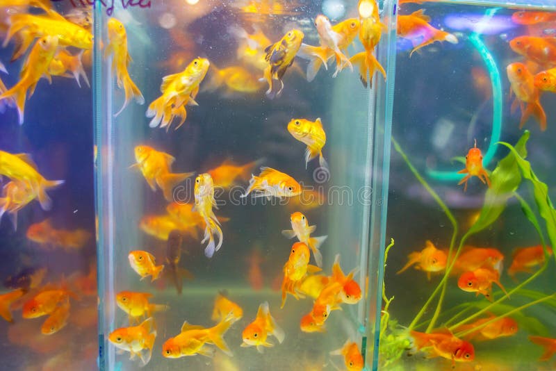 Generador ancla colchón Venta De Los Pequeños Pescados Del Acuario En Animal-tienda Una  Demostración-ventana Grande Con Los Peces De Colores En Mercado D Imagen de  archivo - Imagen de acuario, especializado: 139358711