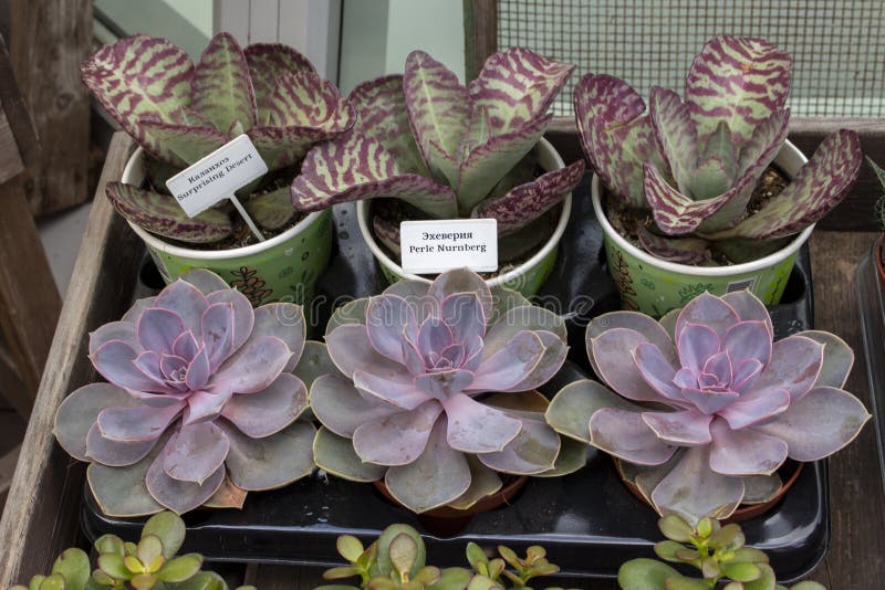 Ventana de la floristería, lanzamientos suculentos Echeveria Perle Nurnberg de la planta y postre asombrosamente de Kalanchoe en fotos de archivo libres de regalías Ventana de la floristería, lanzamientos suculentos Echeveria Perle Nurnberg de la planta y postre asombrosamente de Kalanchoe en fotos de archivo libres de regalías
