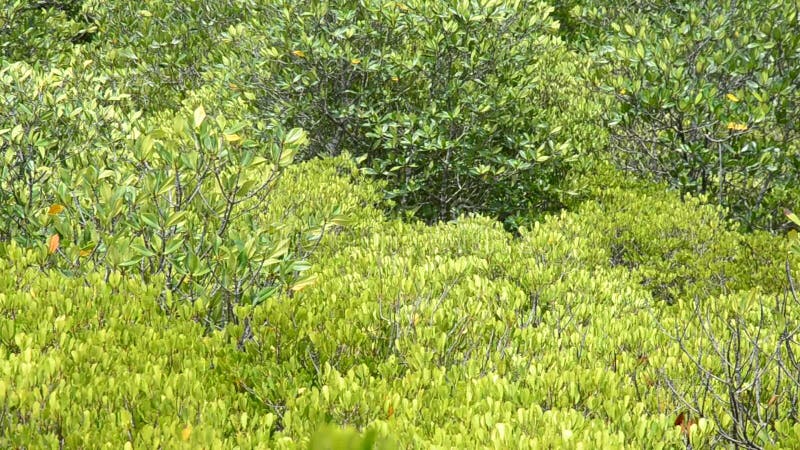 Vento con movimento di fogliame del campo dorato della mangrovia