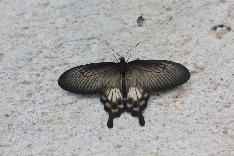 Ventre haut étroit des aristolochiae communs de Rose Butterfly Pachliopta image libre de droits Ventre haut étroit des aristolochiae communs de Rose Butterfly Pachliopta image libre de droits