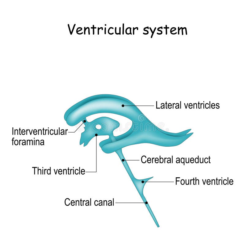 Cerebrospinal Fluid and Ventricular System Stock Vector Illustration of human, spinal 172690319
