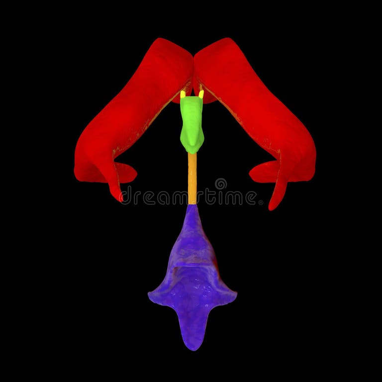 Cerebrospinal fluid back stock illustrations 14 cerebrospinal fluid