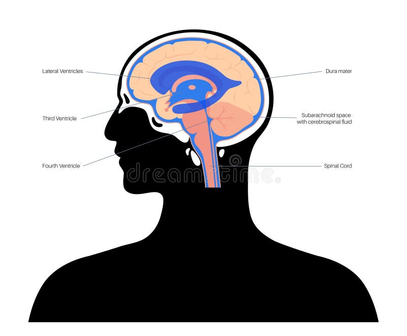 Ventricular system concept stock vector. Illustration of flow Biology Diagrams