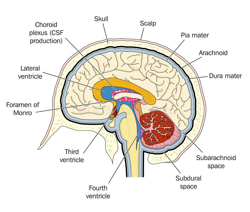 Ventricules du cerveau illustration stock Ventricules du cerveau illustration stock