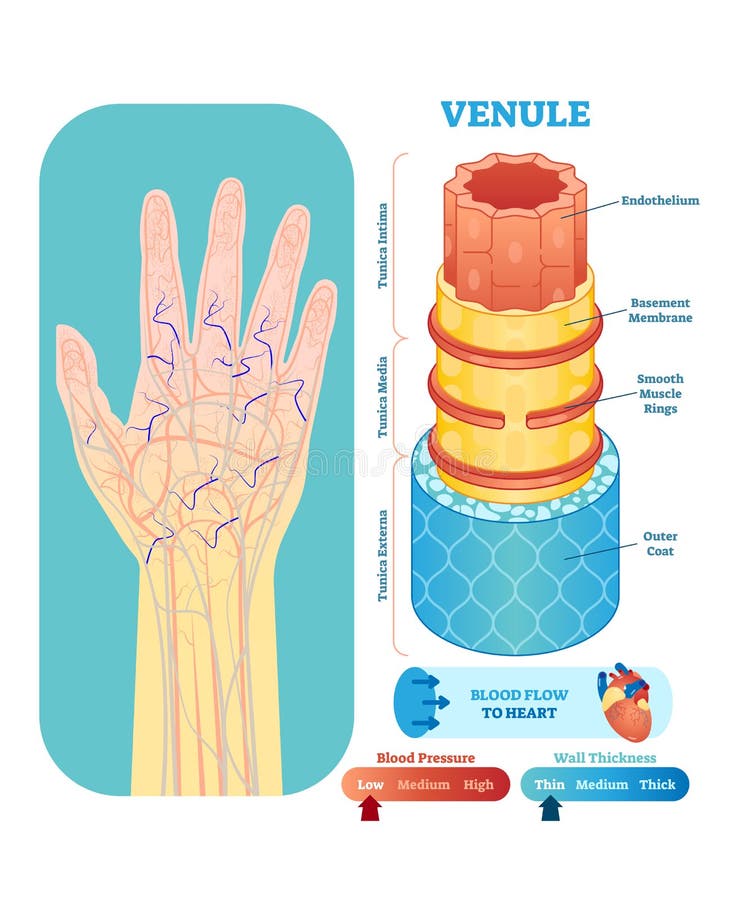 Venule anatomical vector illustration cross section. Circulatory system blood vessel diagram scheme on human hand silhouette. royalty free illustration Venule anatomical vector illustration cross section. Circulatory system blood vessel diagram scheme on human hand silhouette. royalty free illustration