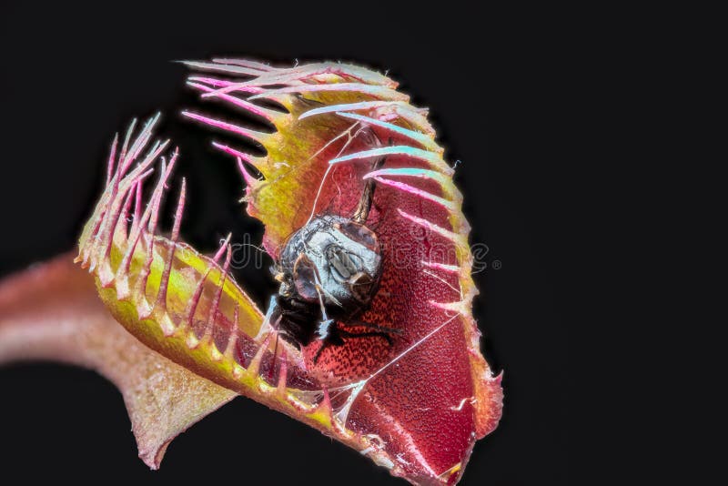 Venus fliegen Blockierdionaea muscipula mit gefangengenommener verdauter Fliege