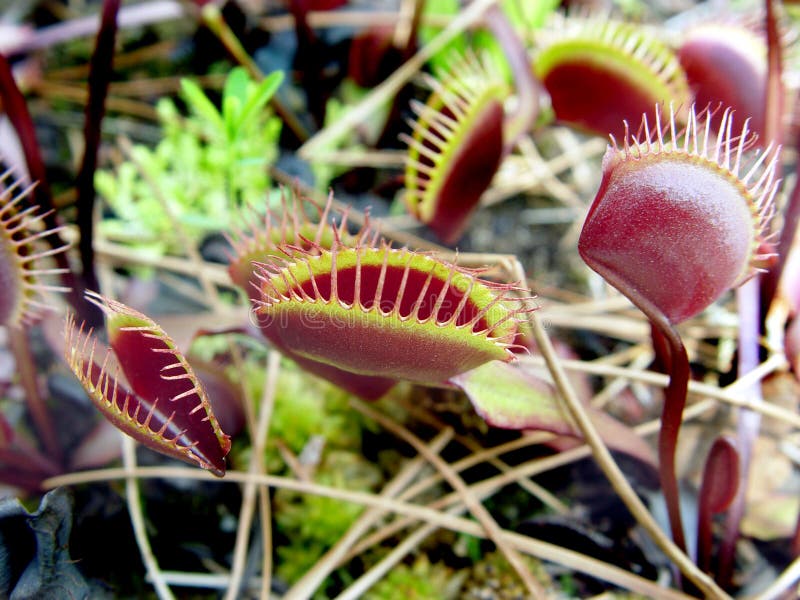 Venus Fly trap stock image. Image of dirt, catcher, meat 5941