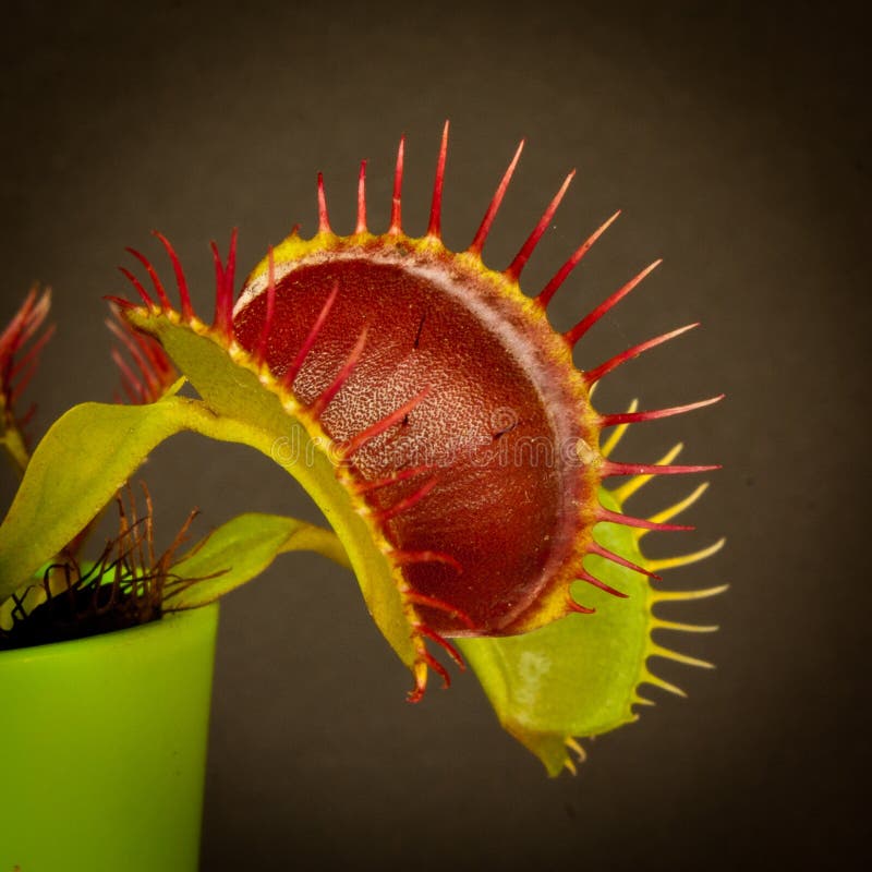 Venus Fly Trap stock images Venus Fly Trap stock images